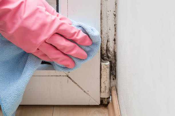 Best Mold Damage Restoration  in Lumberton, TX